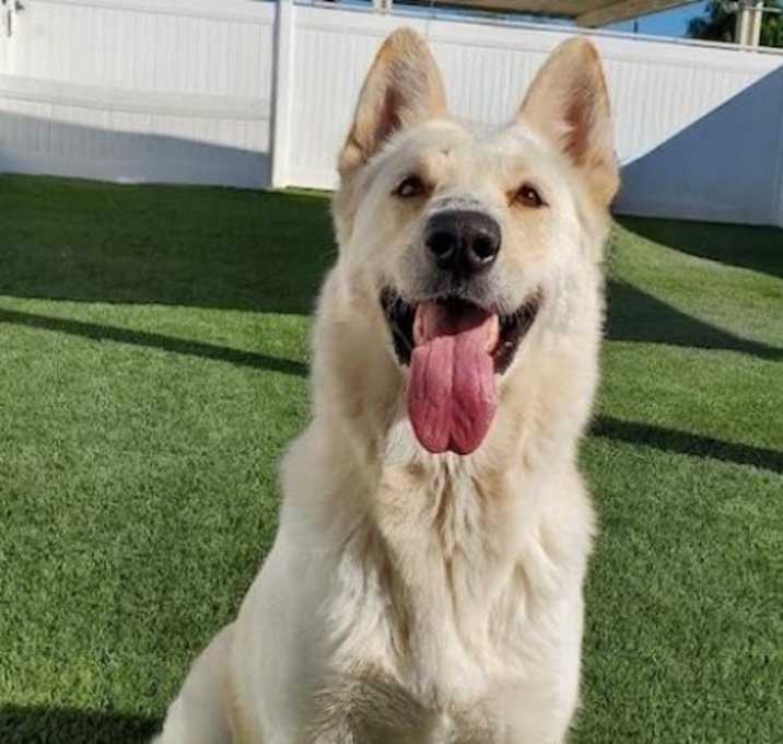 Photo of Obi
