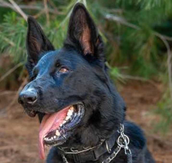 Photo of Knight