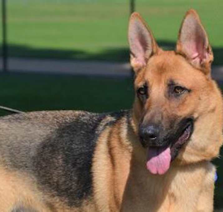 Photo of Cooper