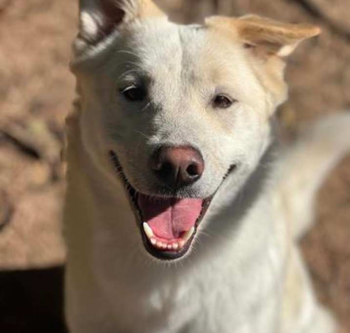 Photo of Blondie