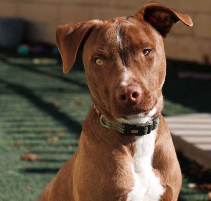 Photo of Bob - $75 Adoption Fee!  Diamond Dog!