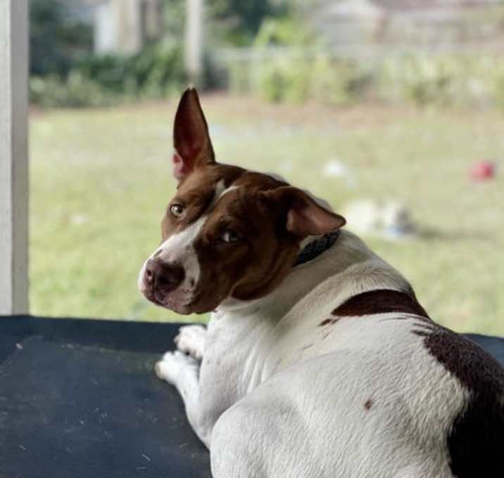 Photo of Ruth Bader Ginsbark-ADOPTION FEE SPONSORED