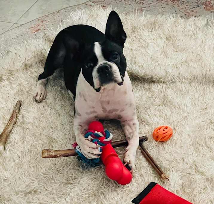 Photo of Moxi