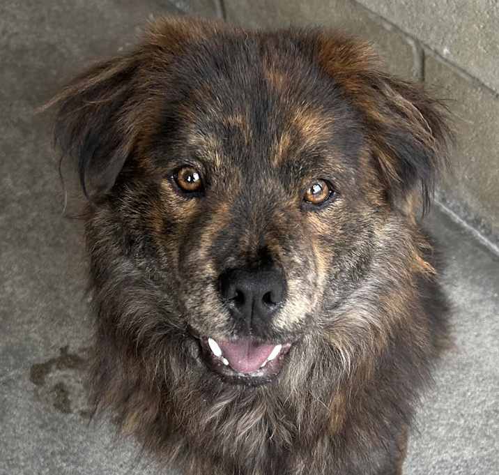 Photo of Bear