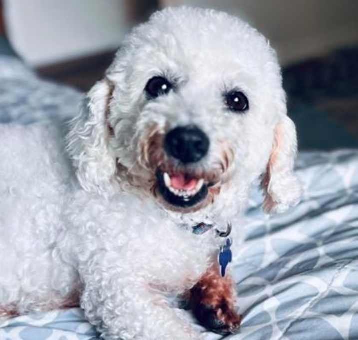 Photo of Opal