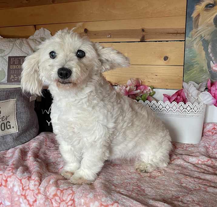 Photo of Sugar