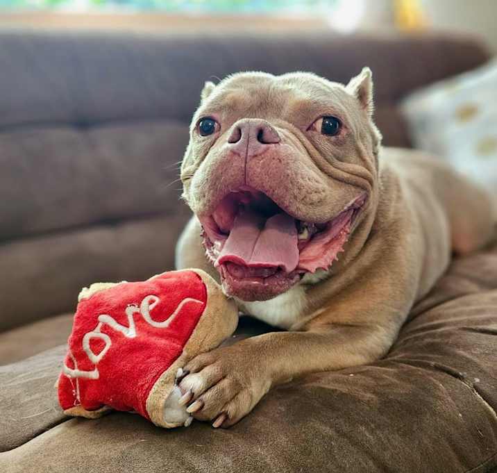 Photo of Koa
