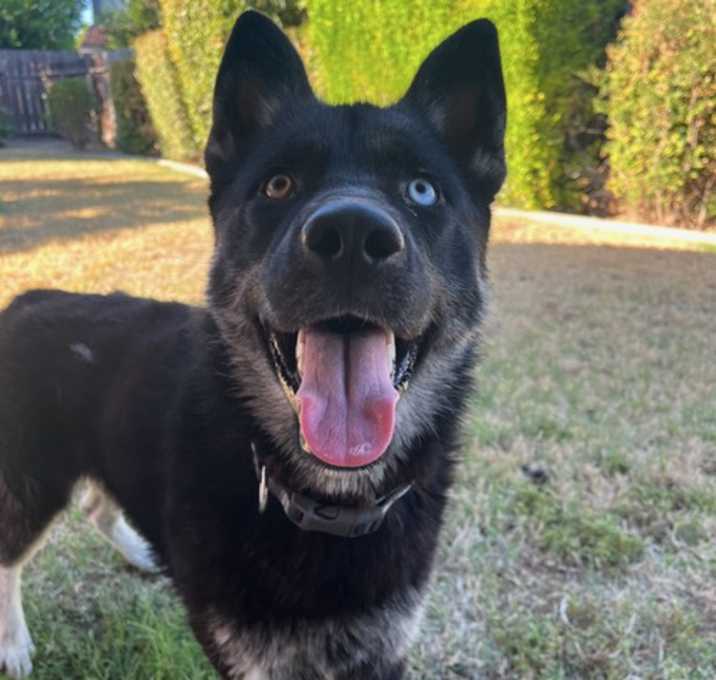 Photo of Cyrus