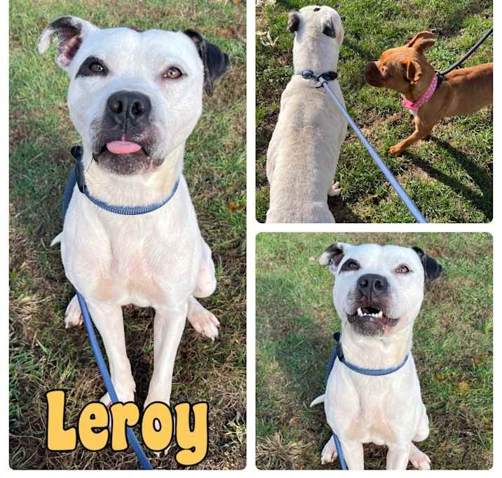 Photo of Leroy- SPONSORED