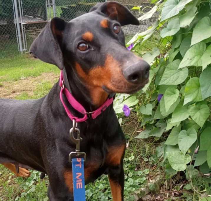 Photo of Layla
