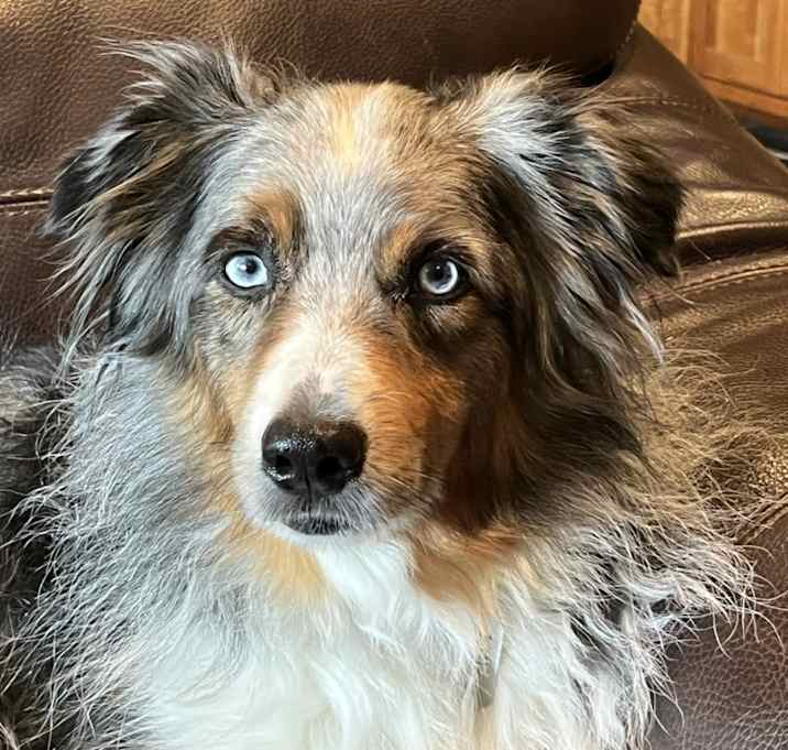 Photo of Niko