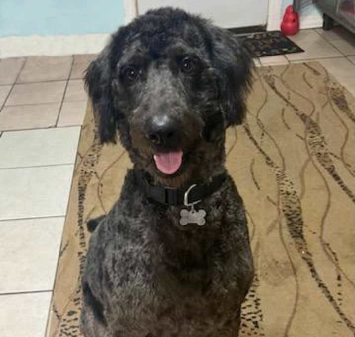 Photo of Sir Bentley