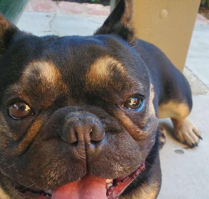 Photo of Benji