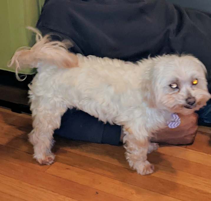 Photo of Pebbles