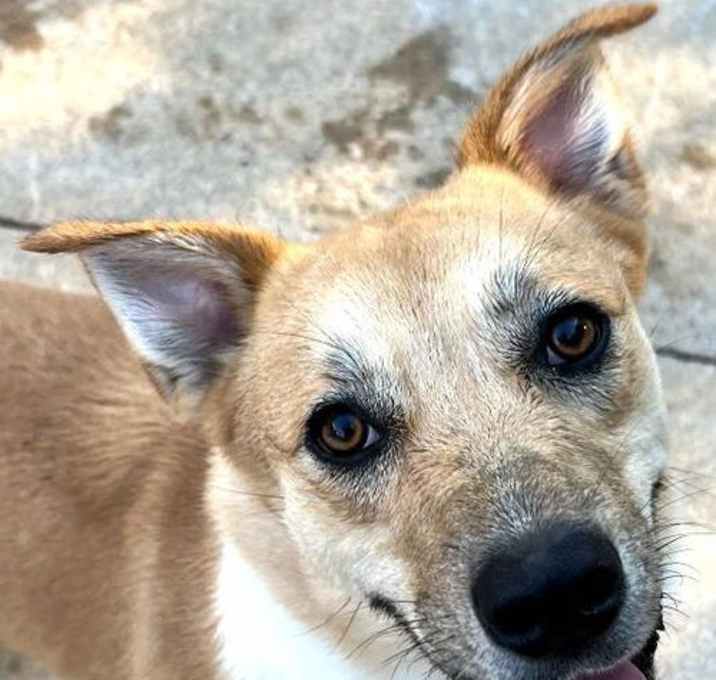 Photo of Daisy