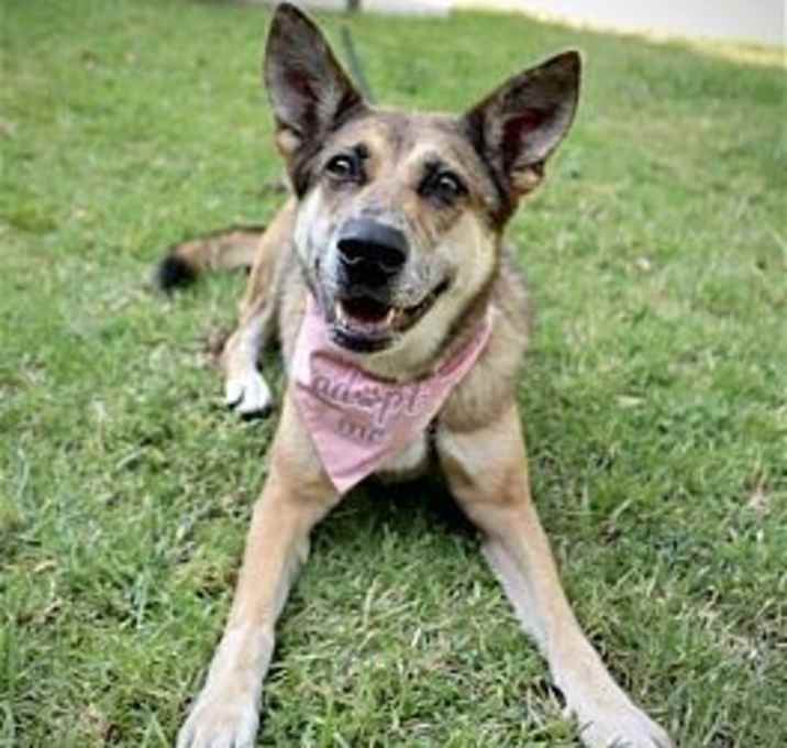 Photo of Maple
