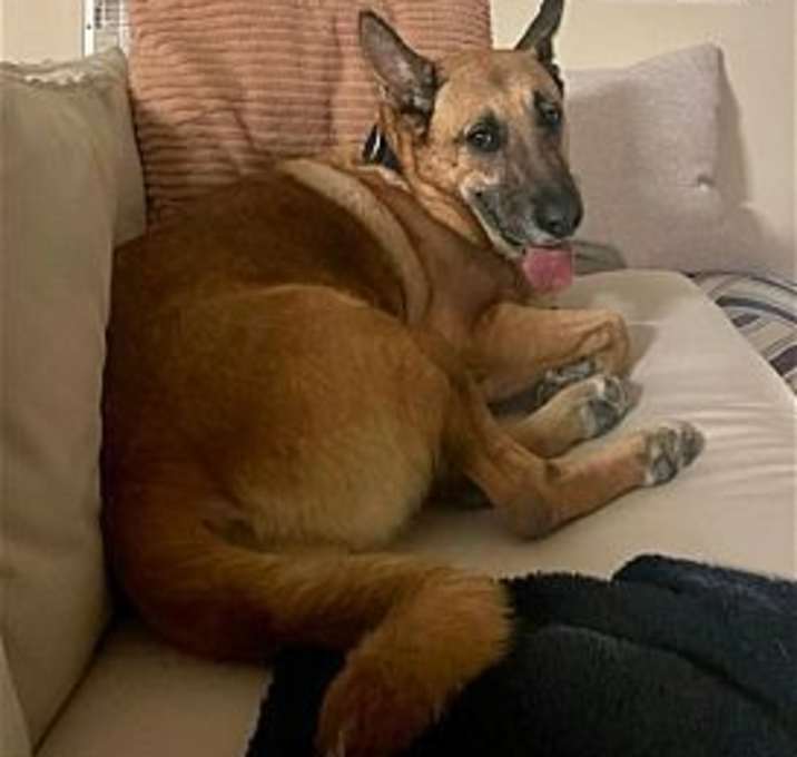 Photo of Grizzly
