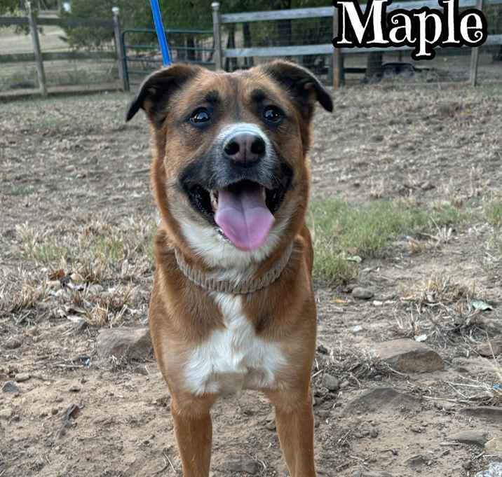 Photo of Maple