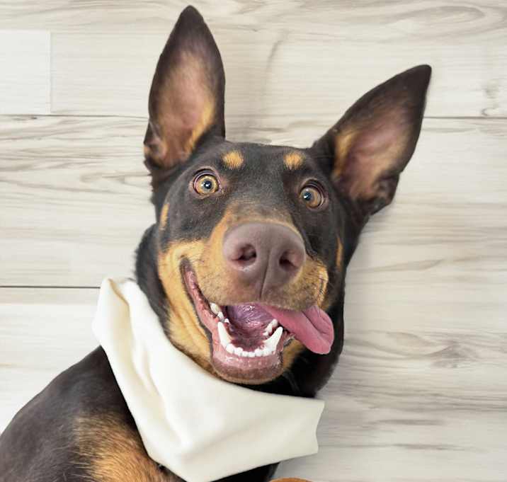 Photo of Delilah