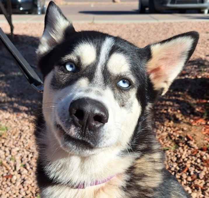 Photo of Milo