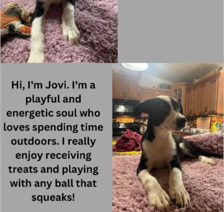 Photo of Jovi