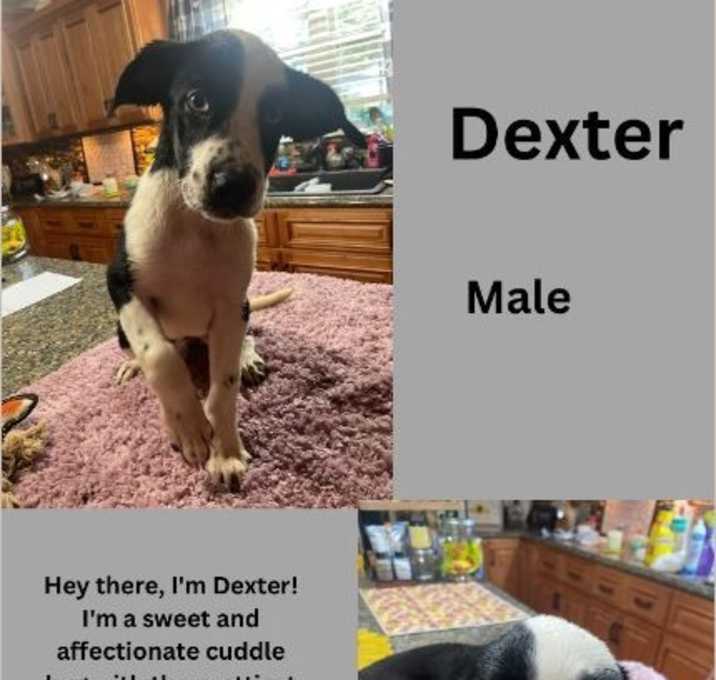 Photo of Dexter