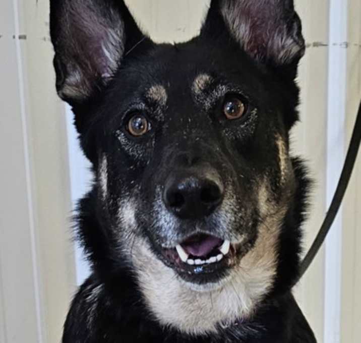 Photo of Daisy