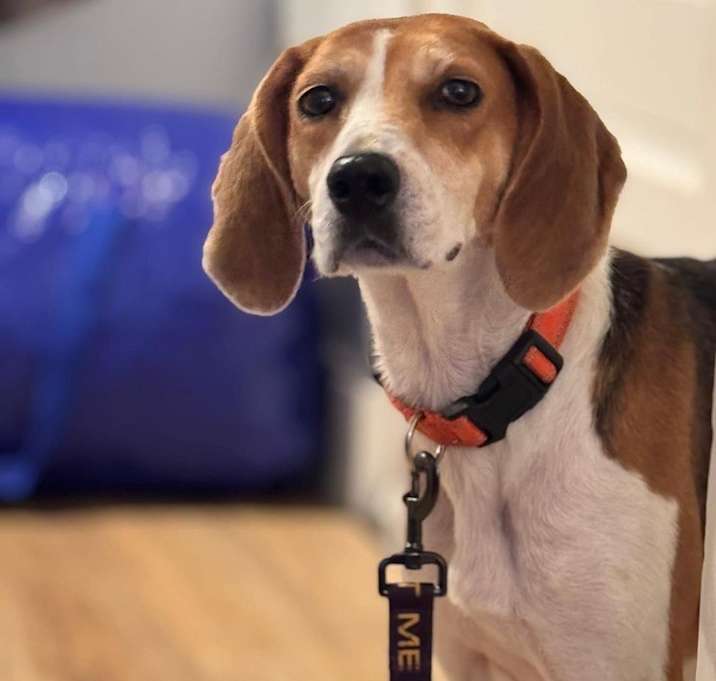 Photo of Poppy