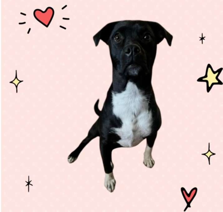 Photo of Rhealyn ***FOSTER HOME***
