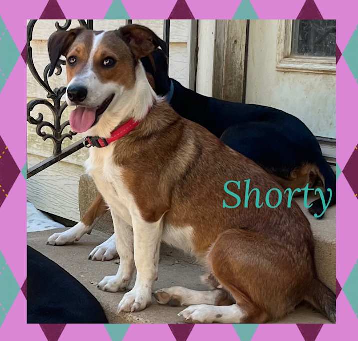 Photo of Shorty