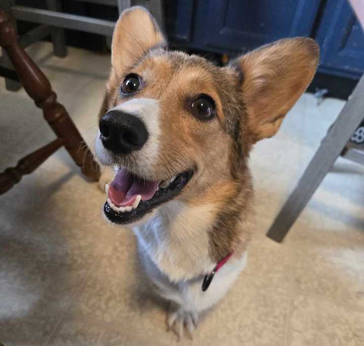 Photo of Butters - Adoption Pending!