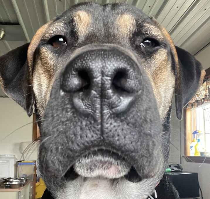 Photo of Blue