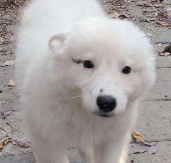 Photo of Putter