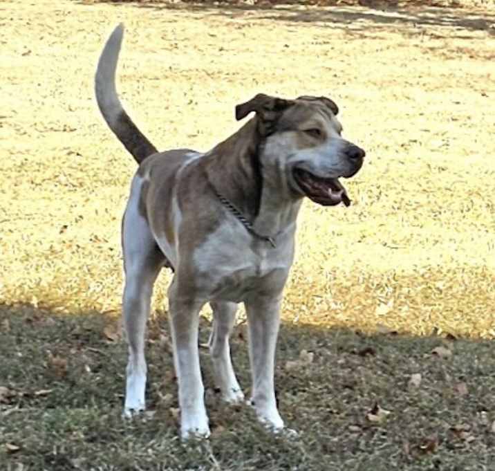 Photo of Butch