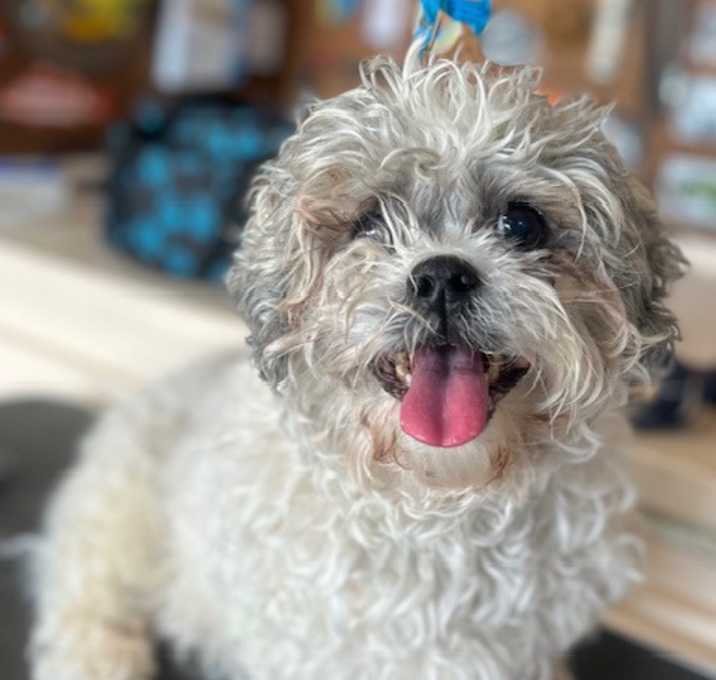 Photo of Arfie