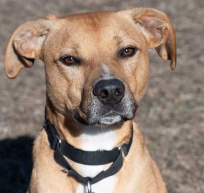 Photo of Buck