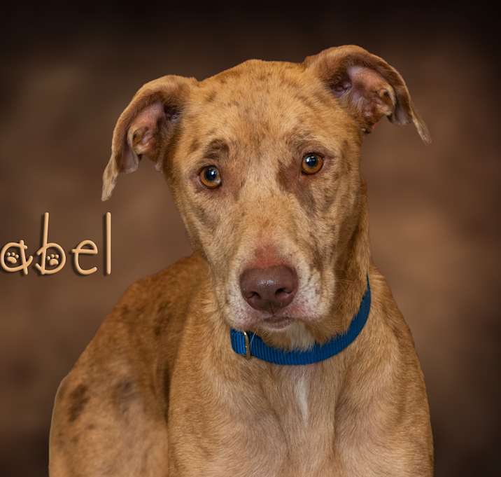 Photo of Mabel