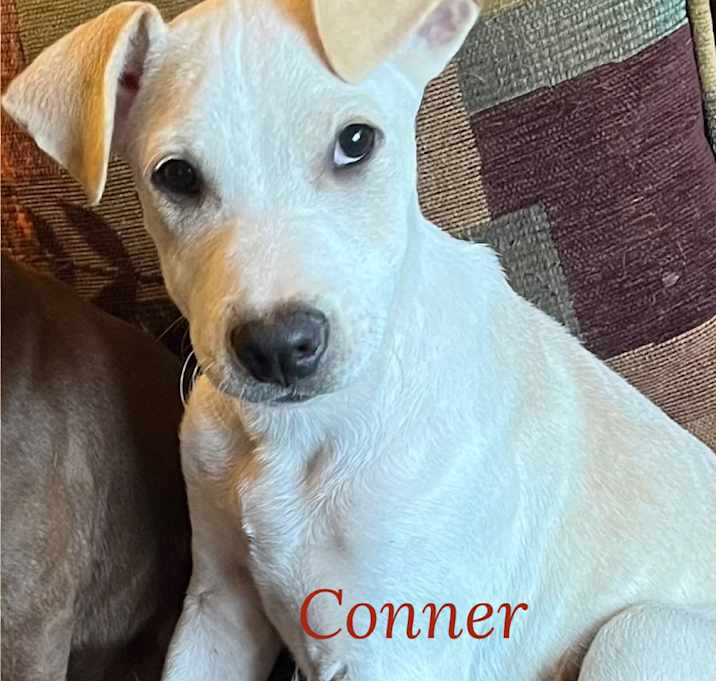 Photo of Connor
