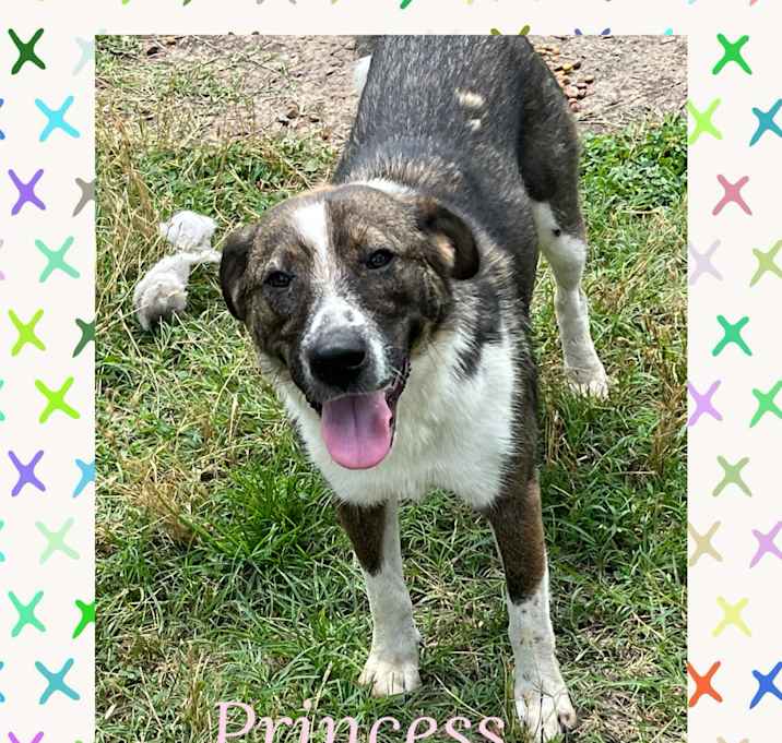 Photo of Princess