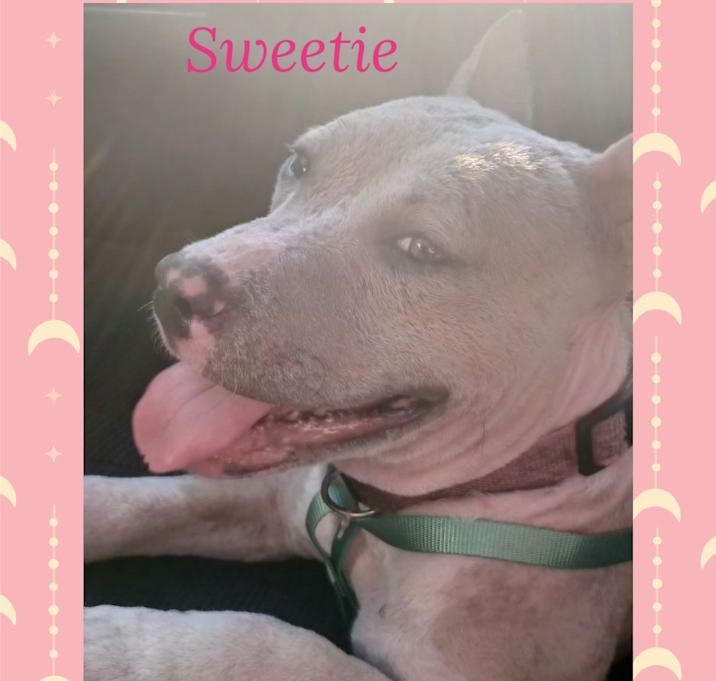 Photo of Sweetie