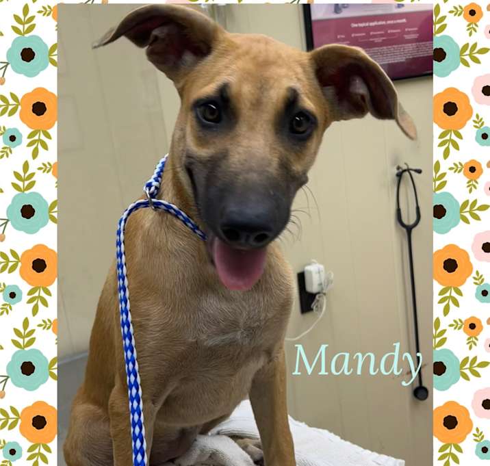 Photo of Mandy