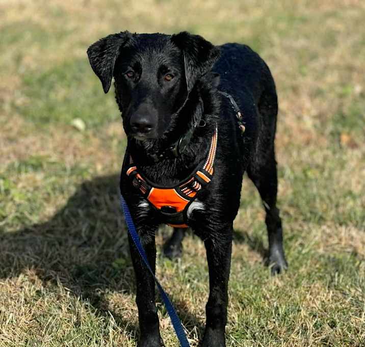 Photo of Hank