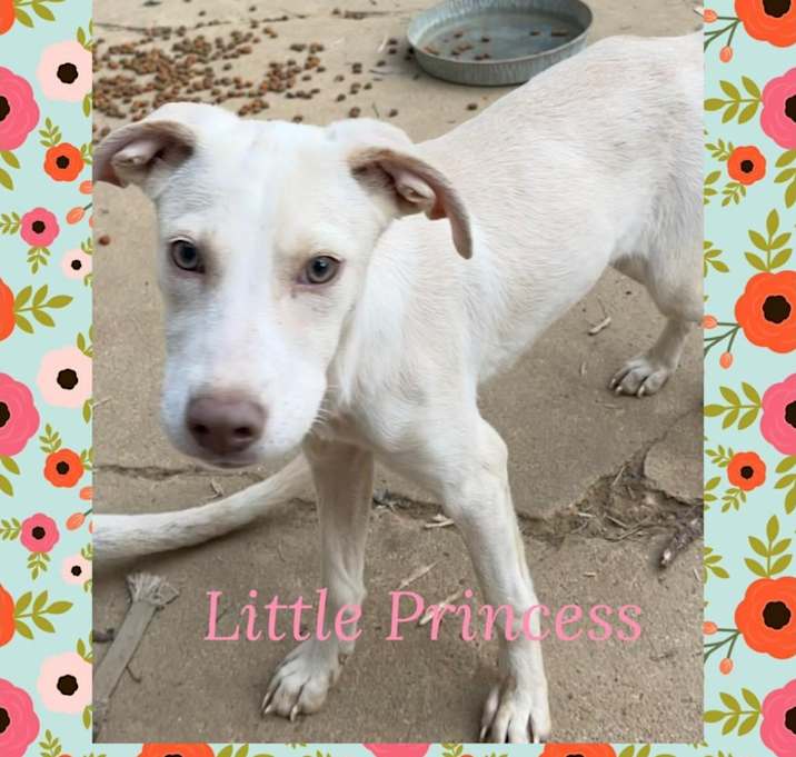 Photo of Little Princess