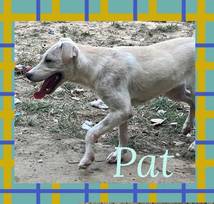 Photo of Pat