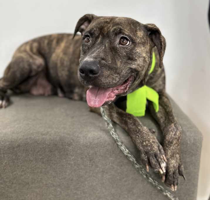 Photo of Juliet - Contact Sylva/Rachel