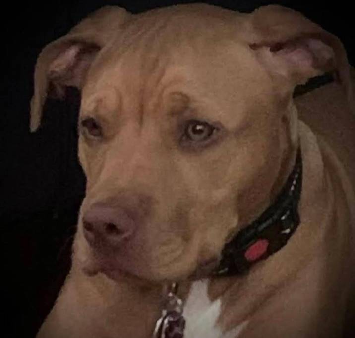 Photo of Bella