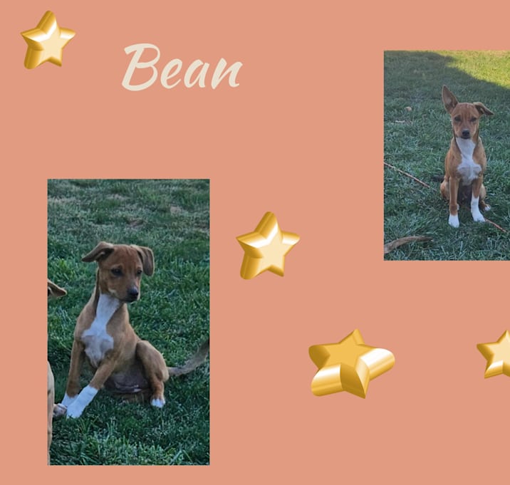 Photo of Bean
