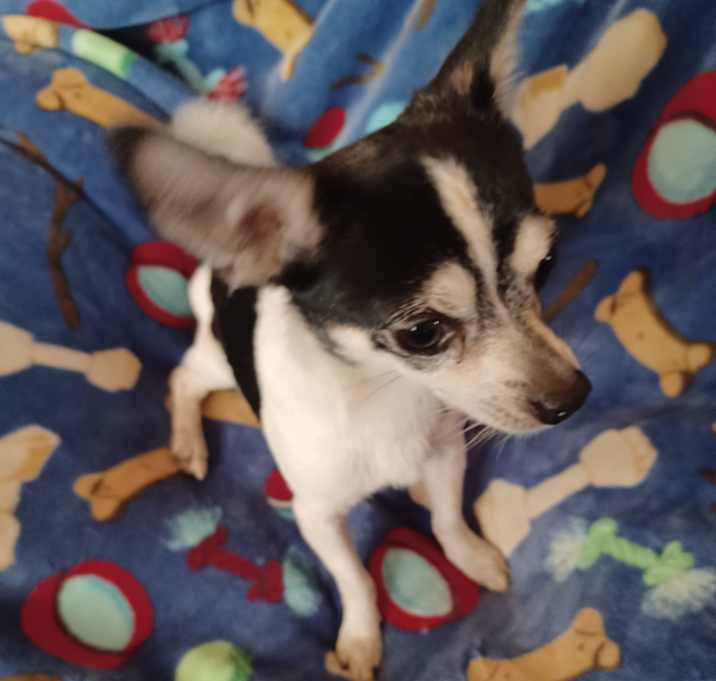 Photo of Dobby