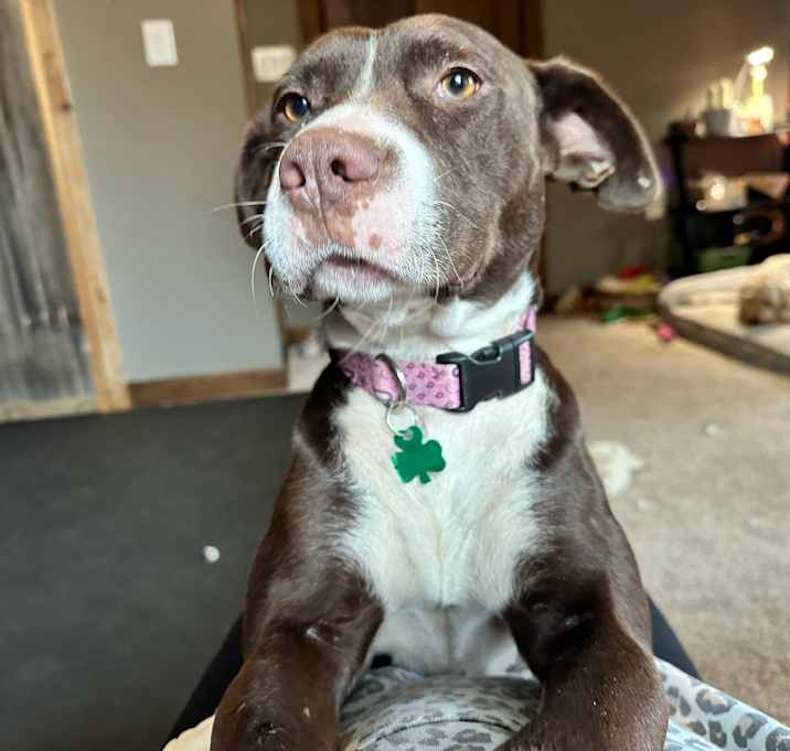 Photo of Cupcake