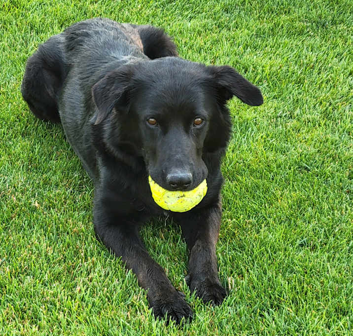 Photo of Sadie